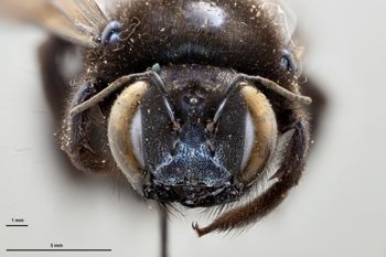 Media type: image;   Entomology 810673 Aspect: head frontal view
